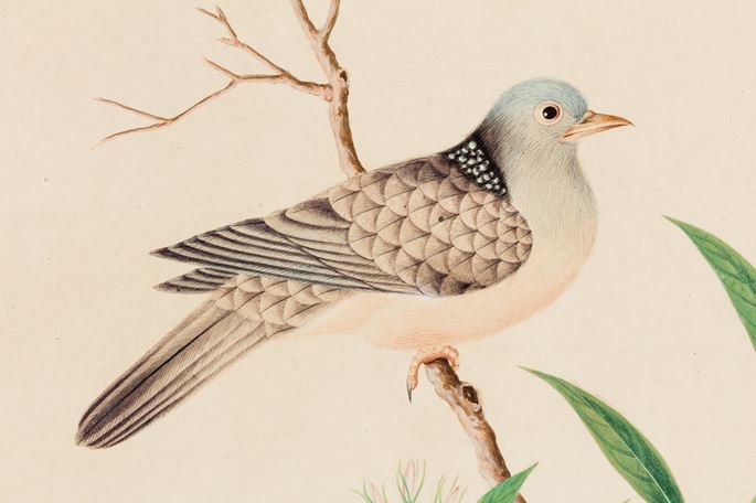 A Study of a Spotted dove, Spilopelia chinensis | MasterArt